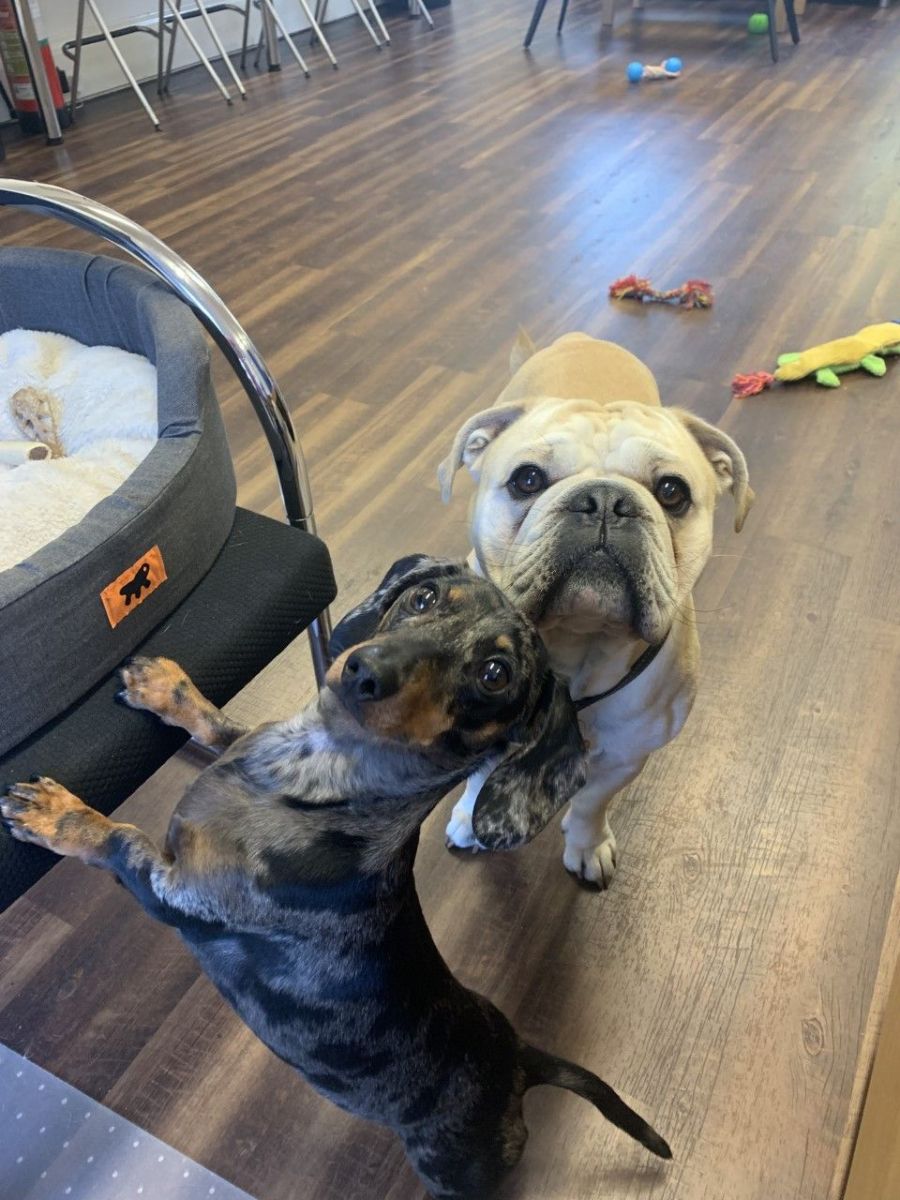 A bulldog and Daschund in an office, looking toward the camera