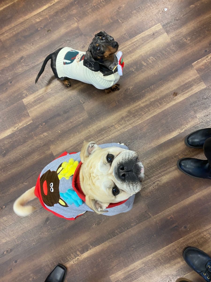 The two very goodest of boys in their Christmas sweaters